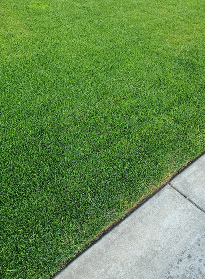 RTF Tall Fescue