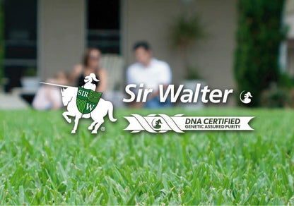 Sir Walter Buffalo DNA Certified