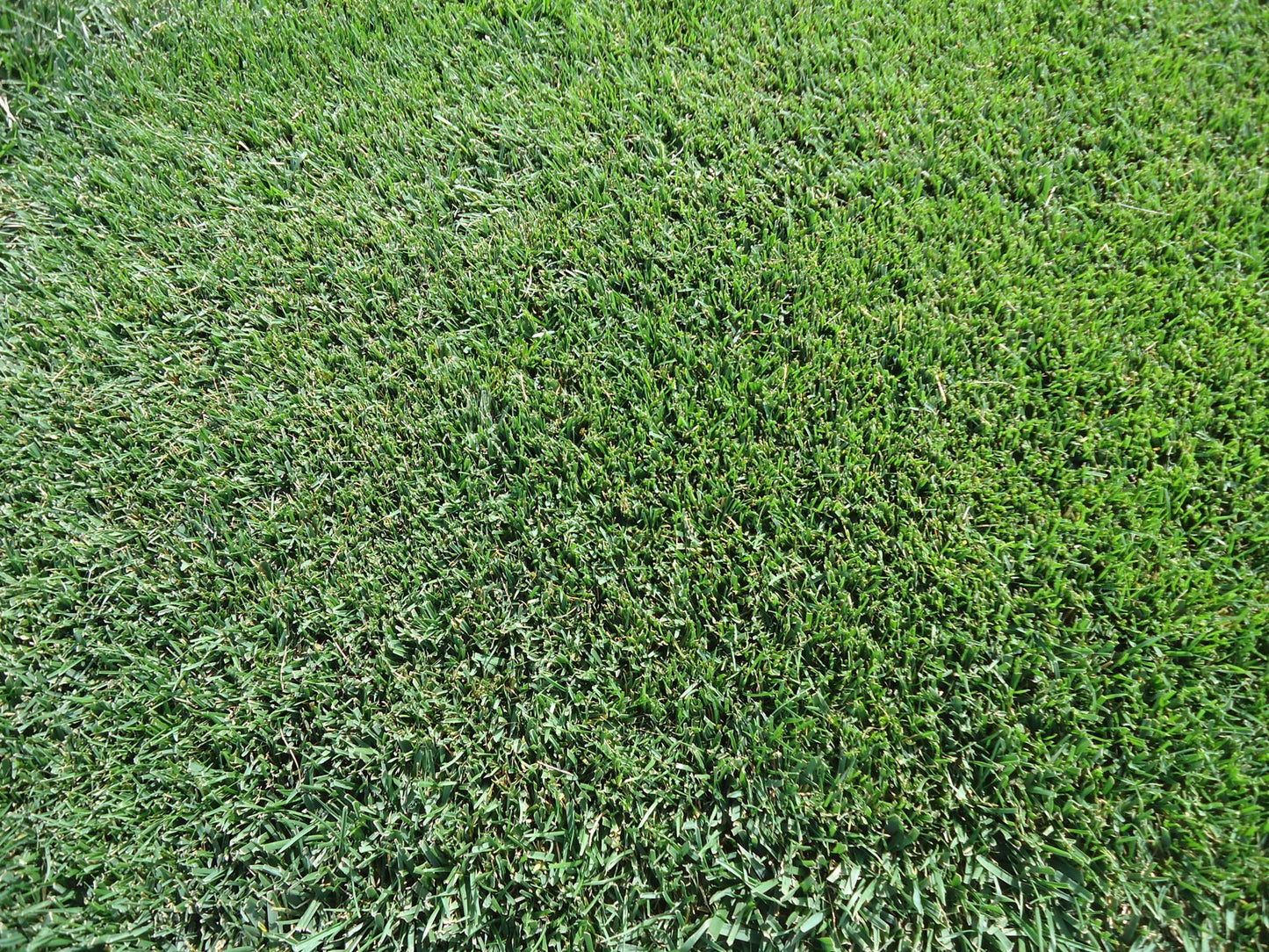 RTF Tall Fescue