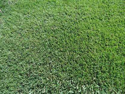 RTF Tall Fescue